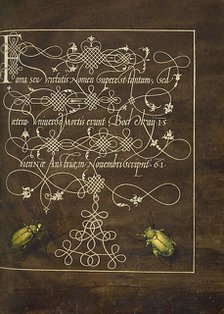 Ground Beetle and Scarab; Mira calligraphiae monumenta, 1561-1562; illumination added 1591-1596. Creator: Joris Hoefnagel.