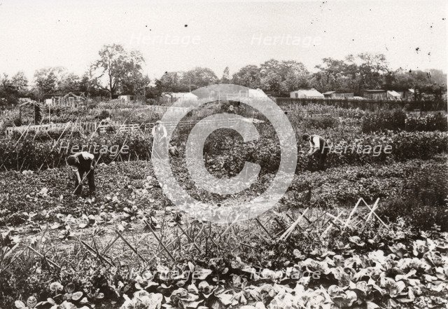 Allotments, Haxby Road, York, Yorkshire, 1910. Artist: Unknown