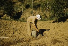 FSA borrower and member of Yauco tomato cooperative..., vicinity of Yauco, Puerto Rico, 1942. Creator: Jack Delano.