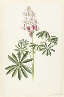 Narrow-leaved Lupin (Lupinus angustifolius), c.1680-before c.1700. Creator: Alida Withoos.