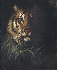 Tiger's Head, ca. 1874. Creator: Abbott Handerson Thayer.