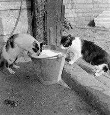Two cats drinking from a pail of milk, Hertfordshire, 1950s-1960s. Artist: John Gay.