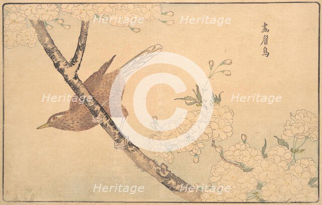 The Gray Thrush, 1789. Creator: Kitao Masayoshi.