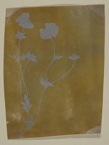 Stem of Leaves and Flowers, c. 1835/37. Creator: William Henry Fox Talbot.