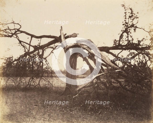 Oak Struck by Lightning, Badger, 1856., 1856. Creator: Alfred Capel-Cure.