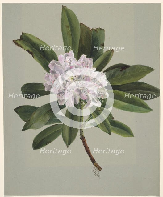 Rhododendron (Rhododendron maximum), 1880. Creator: Mary Vaux Walcott.