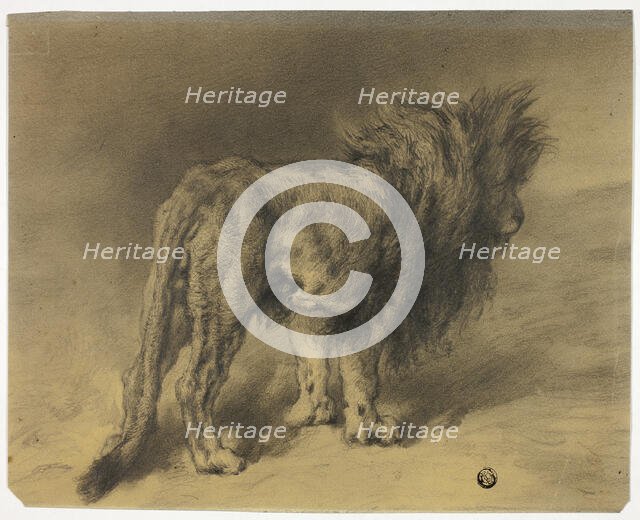 Standing Lion with Shaggy Mane, n.d. Creator: Frederik William Zurcher.