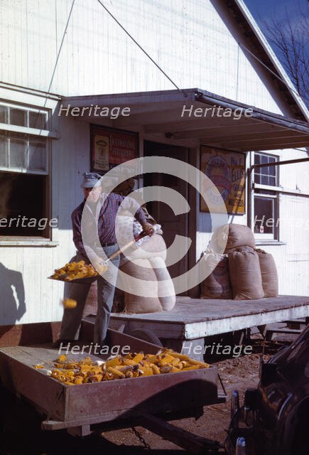 Man shovelling ears of dried corn from wagon through feed store window, 1942 or 1943. Creator: John Vachon.
