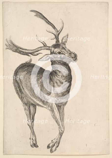 Stag, 1625-77. Creator: Wenceslaus Hollar.