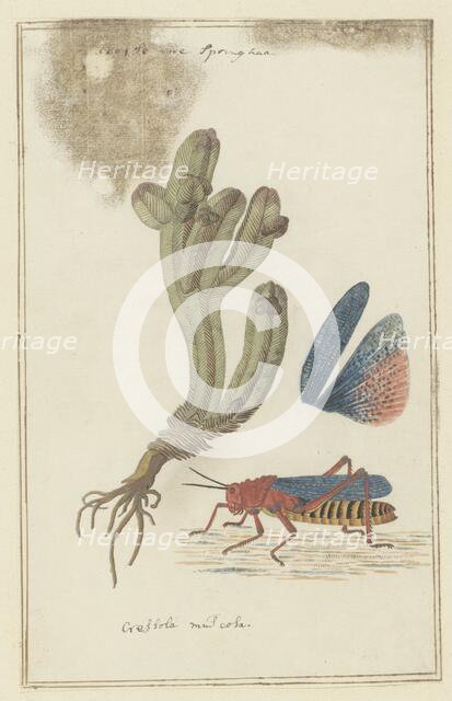 Crassula pyramidalis Thunb. (Pagoda mini jade) and a Dictyophorus spumans (Koppie foam...1777-1786. Creator: Robert Jacob Gordon.