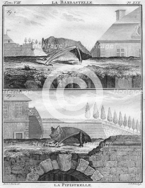 'La Barbastelle & La Pipistrelle', c1763.  Creator: Christian Friedrich Fritzsch.