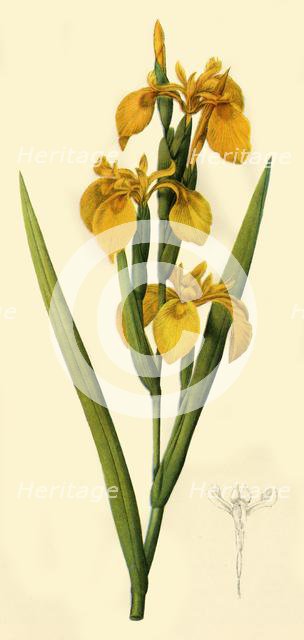 'Yellow Flag', 1808, (1944).  Creator: Pierre-Joseph Redoute.