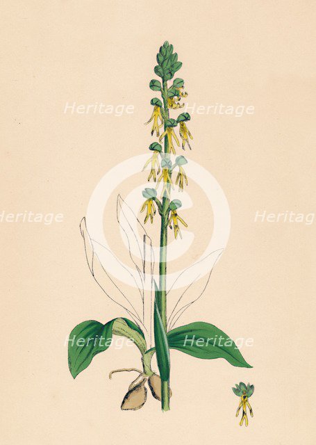 'Aceras anthropophora. Man Orchis', 19th Century. Artist: Unknown.