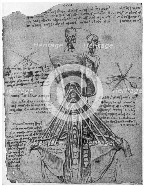 Rear view of a skeleton showing the sinews of the neck, late 15th or early 16th century (1954). Artist: Leonardo da Vinci