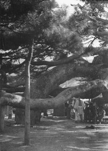 Travel views of Japan and Korea, 1908. Creator: Arnold Genthe.