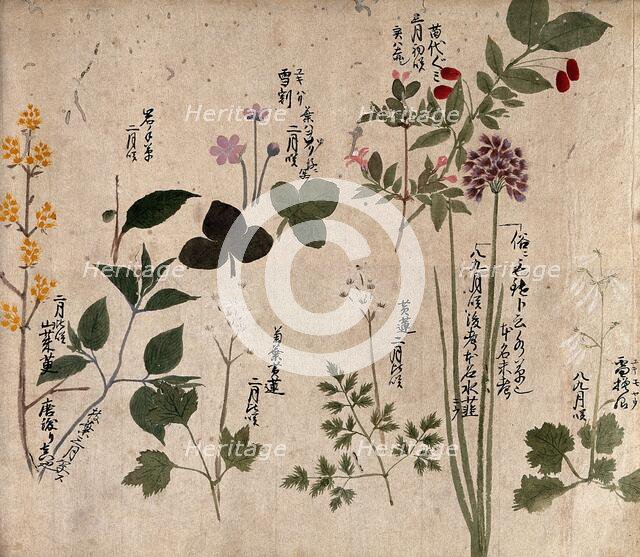 Eight flowering plants, possibly including a species of Allium and an Australian fuchsia..., 1870. Creator: Unknown.