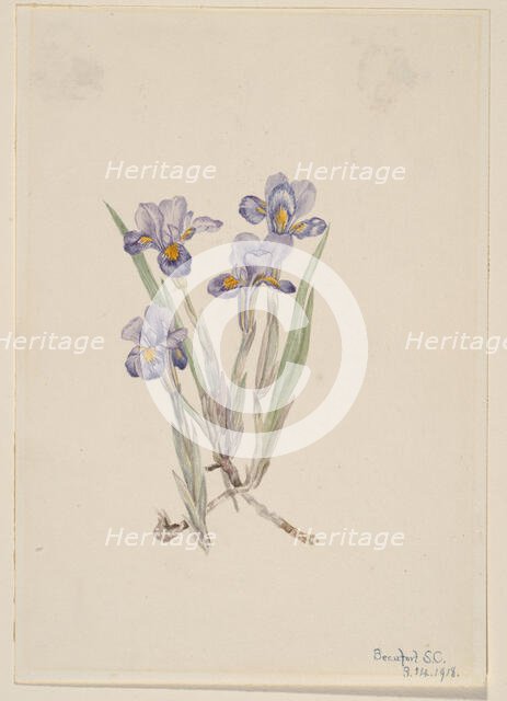 Vernal Iris (Iris verna), 1918. Creator: Mary Vaux Walcott.