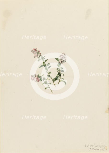 Mountain Cranberry (Vaccinium vitisidaea minus), 1907. Creator: Mary Vaux Walcott.