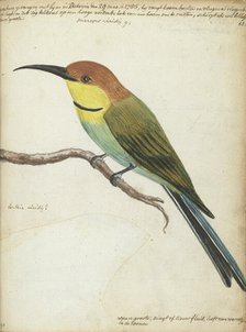 Small bird on branch, 1785. Creator: Jan Brandes.
