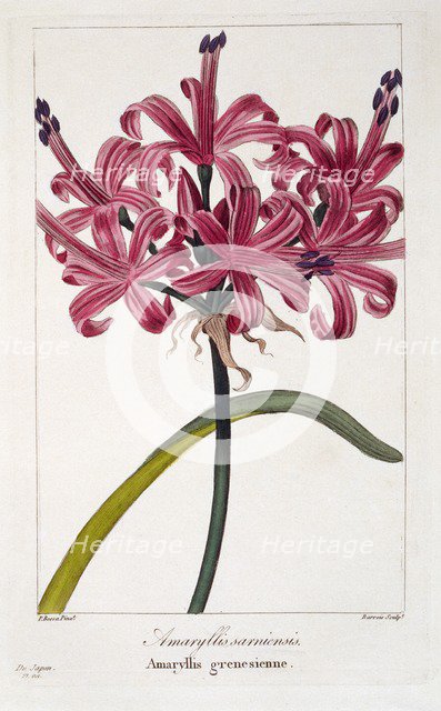 Amaryllis (A. sarniensis),  pub. 1836. Creator: Panacre Bessa (1772-1846).