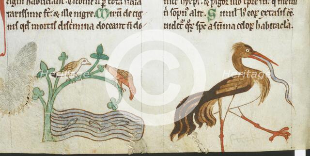 Birds found in Ireland, c1220. Creator: Unknown.