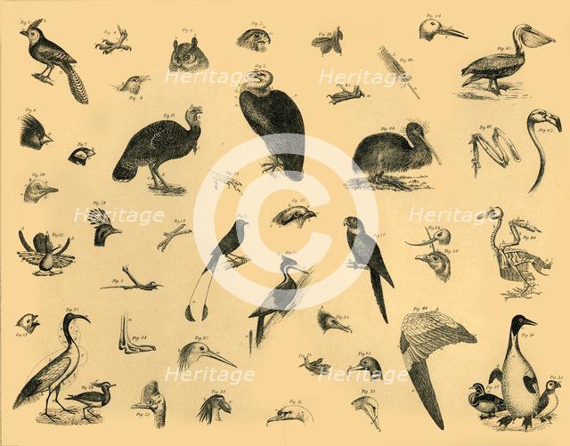 'Birds', c1910. Creator: Unknown.