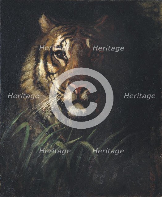 Tiger's Head, ca. 1874. Creator: Abbott Handerson Thayer.