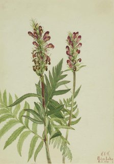 Red-Helmet (Pedicularis bracteosa), 1924. Creator: Mary Vaux Walcott.