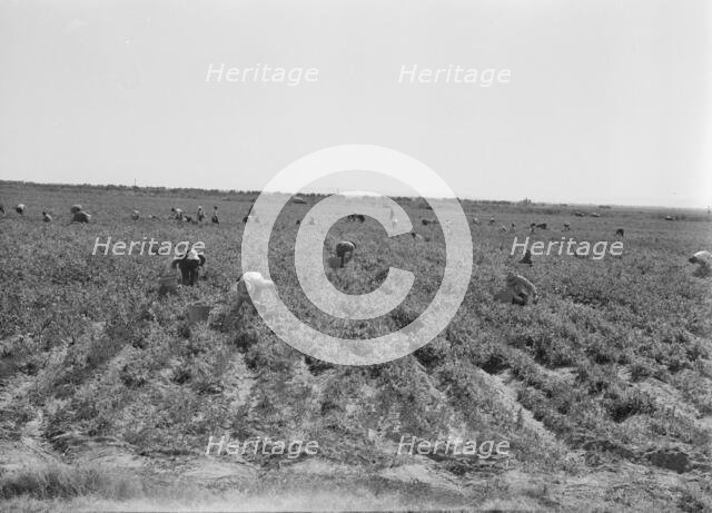 Pea pickers near Calipatria, California, 1939. Creator: Dorothea Lange.