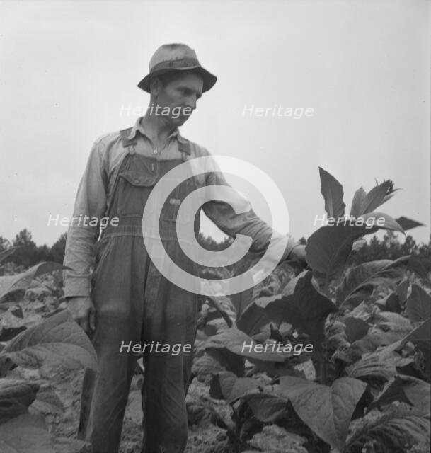 Possibly: Children helping father, tobacco sharecropper..., Person County, North Carolina, 1939. Creator: Dorothea Lange.