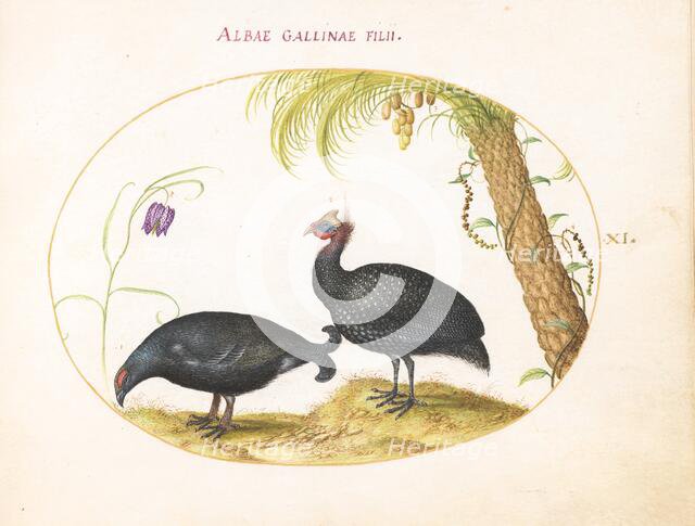 Animalia Volatilia et Amphibia (Aier): Plate XI, c. 1575/1580. Creator: Joris Hoefnagel.