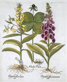 Herb Paris (Solanum quadrifolium), Common Foxglove (Digitalis Purpurea) Large Yellow Foxglove Creator: Unknown.