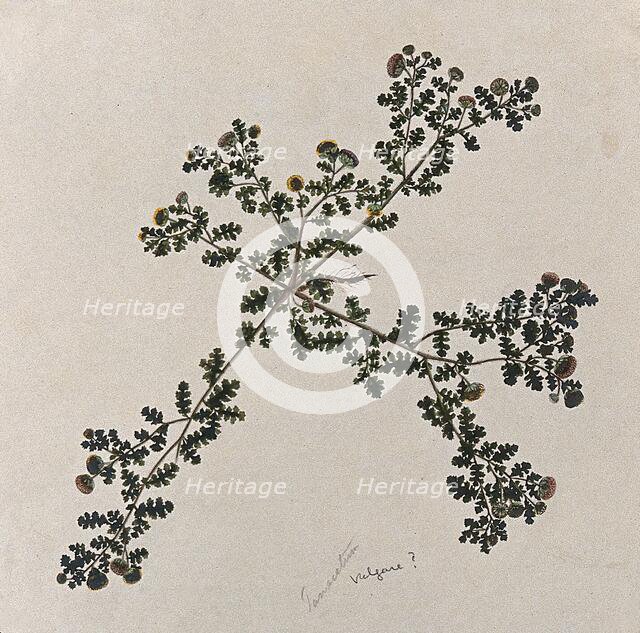 Tansy (Tanacetum vulgare): entire flowering plant. Creator: Unknown.