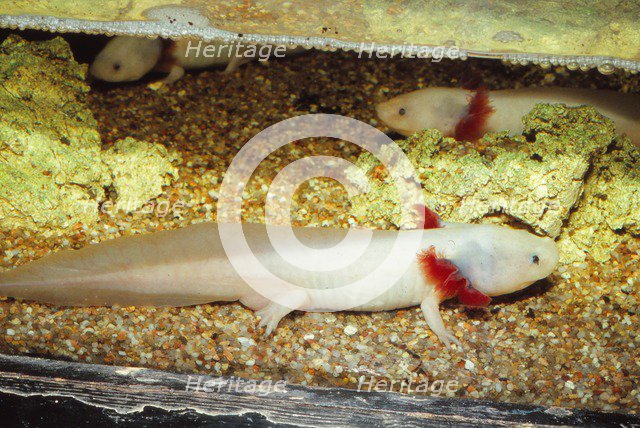 Mexican salamander (Ambystoma mexicanum) larva or Axolotl, 20th century. Artist: CM Dixon.