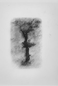 Étude d'un Arbre (Study of a Tree), 19th century. Creator: Rodolphe Bresdin.