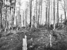 ''En Alsace; Les bois de l'Hartmannswillerkopf apres l'enlevement du sommet', 1915. Creator: Unknown.