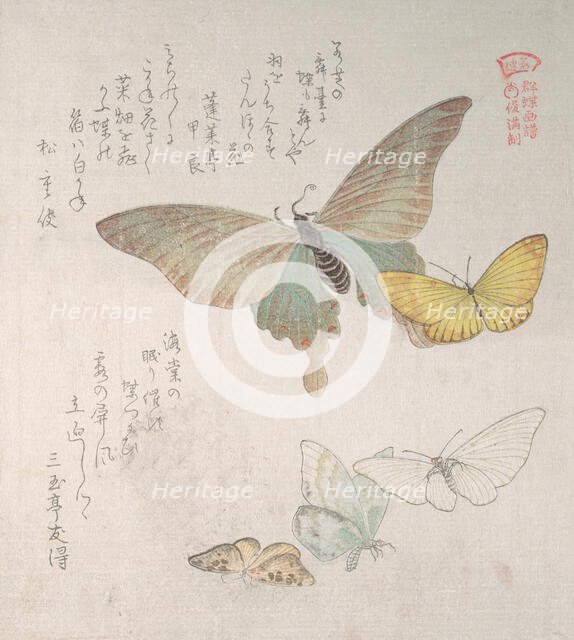 Various moths and butterflies, 19th century. Creator: Kubo Shunman.