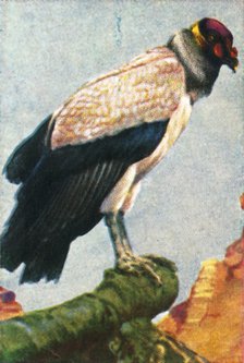 King vulture, c1928. Creator: Unknown.