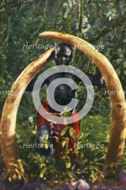 Tusks of an African elephant, c1928. Creator: Unknown.