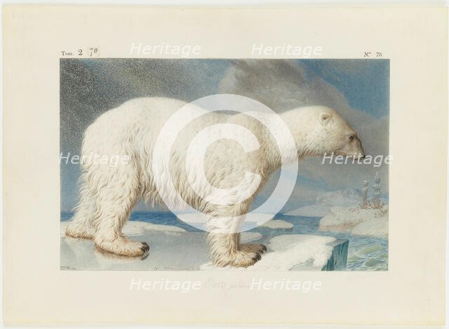 Polar bear, 1796. Creator: Maréchal, Nicolas (1753-1802).