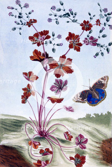 Glossy Cranesbill,  pub. 1776. Creator: Pierre Joseph Buchoz (1731-1807).