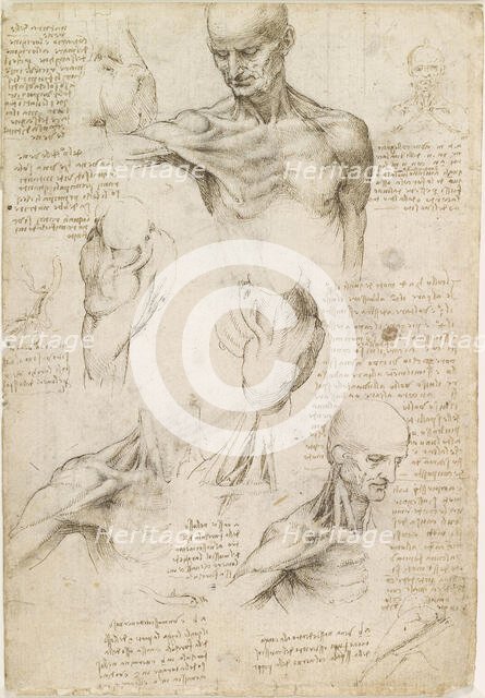 Superficial anatomy of the shoulder and neck , c. 1510. Creator: Leonardo da Vinci (1452-1519).