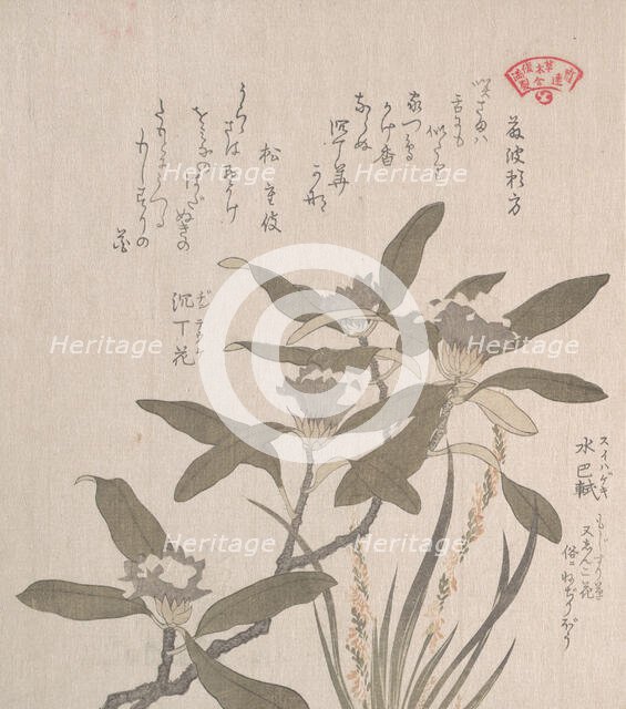 Daphne odora and Mojisuri-so, 19th century. Creator: Kubo Shunman.