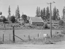 Stump farm, typical of cut-over area of Western Washington, near Vader, Lewis County, 1939. Creator: Dorothea Lange.