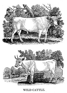 British Wild or Park Cattle, 1790. Artist: Thomas Bewick