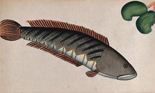 Fish. Creator: Unknown.