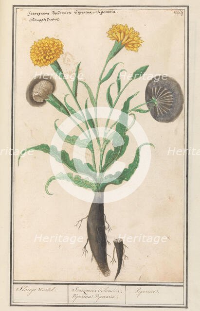 Lesser salsify (Scorzonera humilis), 1596-1610. Creators: Anselmus de Boodt, Elias Verhulst.