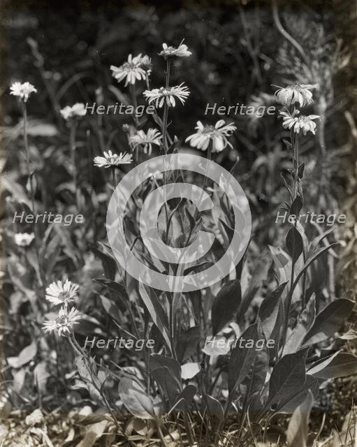 Aster (aster), between 1915 and 1935. Creator: Frances Benjamin Johnston.