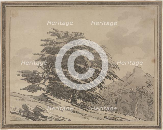Delineations of the General Character Ramifications and Foliage of Forest Trees: Cedar, 1789. Creator: John Robert Cozens (British, 1752-1797).