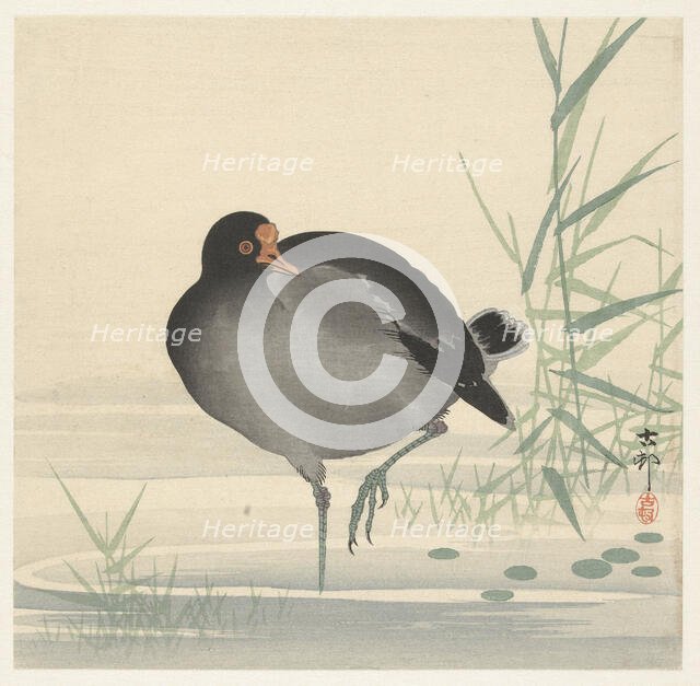 Moorhen. Creator: Ohara, Koson (1877-1945).